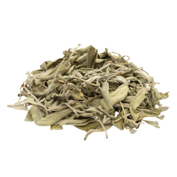 sauge salvia
