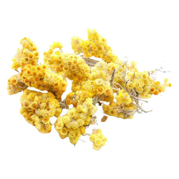 immortelle fleur eternelle Helichrysum Arenarium