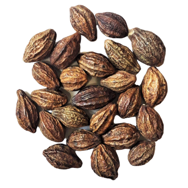 Myrobalan Noir (Haritaki, Terminalia Chebula)